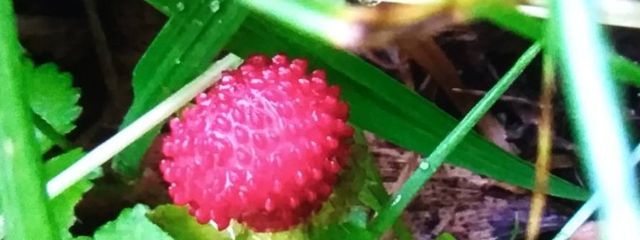 霊孤さんの壁紙画像