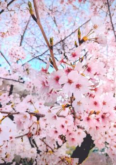 [sxxn]桜の木の下でまた君に恋をする
