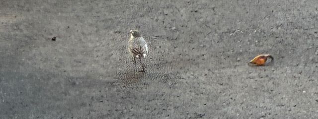 まるっこいやつさんの壁紙画像