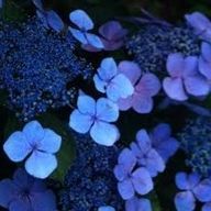 Syooka.さんのアイコン画像