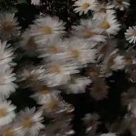 るかさんのアイコン画像
