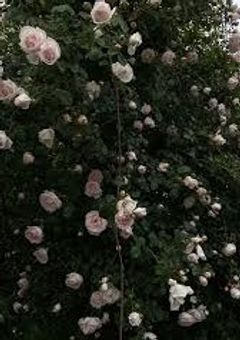 せっ✘✘研究所 .