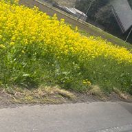 ここさんのアイコン画像