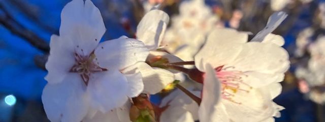 くるみさんの壁紙画像