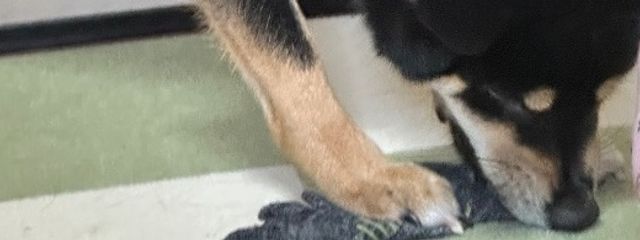 MAI♡  🍀♡  さんの壁紙画像