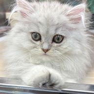 夏恋-Karen-さんのアイコン画像