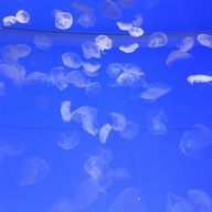 あるみさんのアイコン画像