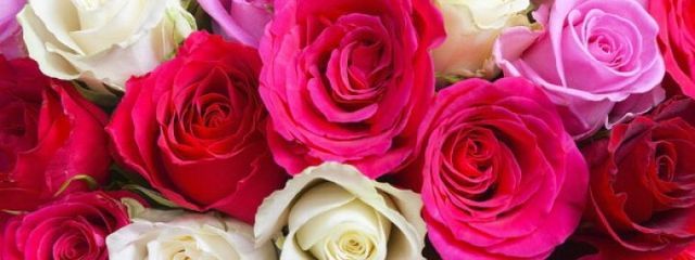 彩　雪さんの壁紙画像