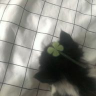      宵さんのアイコン画像