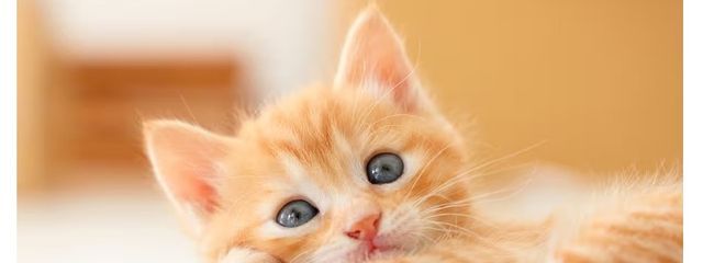 陽菜さんの壁紙画像