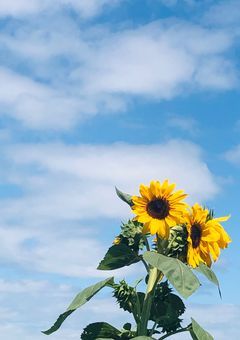 会いたい。【参加型】〆