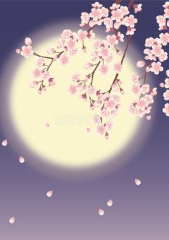 夜桜