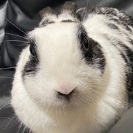 いちぴよよさんのアイコン画像