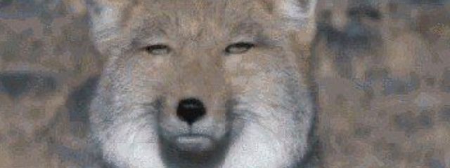 真実に気づいた🦊🫶💗さんの壁紙画像
