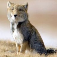 真実に気づいた🦊🫶💗さんのアイコン画像