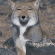 真実に気づいた🦊🫶💗さんのアイコン画像