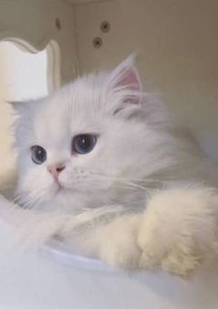 拾 っ た 猫 が 全 員 イ ケ メ ン に な り ま し た .