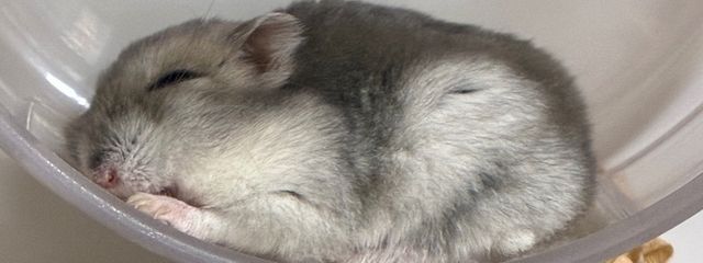にゃにゃごんさんの壁紙画像