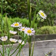 花宮　結　(はなみや　ゆい)さんのアイコン画像