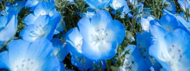 奏音_。 休止中さんの壁紙画像