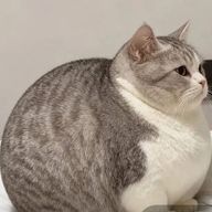 らむさんのアイコン画像