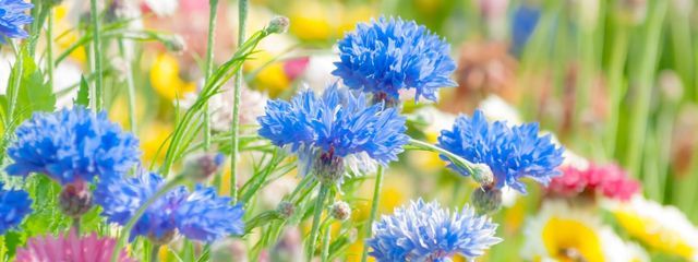 【公式】World Blossoms事務所さんの壁紙画像