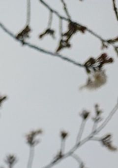 溶けていくのは飴玉です