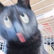 レモン🍋さんのアイコン画像