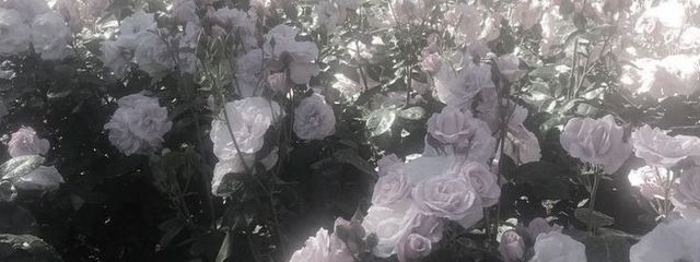 まうさんの壁紙画像