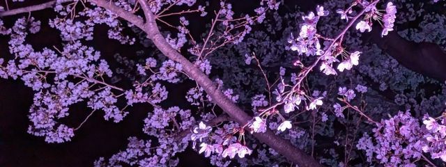 ねこマンさんの壁紙画像