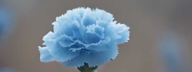 暁月 ＿ 。さんの壁紙画像