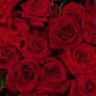 云朵さんのアイコン画像