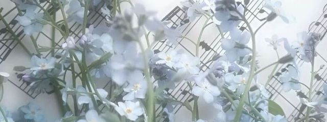           すれま♡低浮上さんの壁紙画像