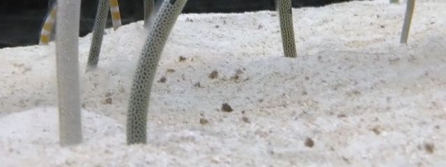 めかぶ愛好家（テスト終了のため🐢投稿開始）さんの壁紙画像