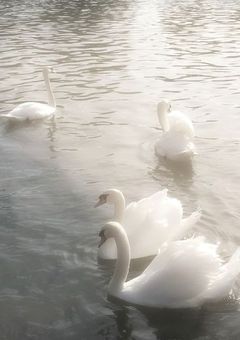 :)魔法少女幸福論