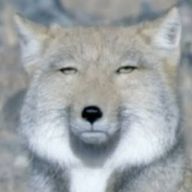 チベスナだおさんのアイコン画像