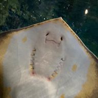 NEØ𓏲𓎨さんのアイコン画像