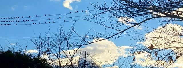 みゆう～歌い手を目指して勉強中～さんの壁紙画像