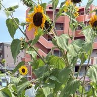 かんきつさんのアイコン画像