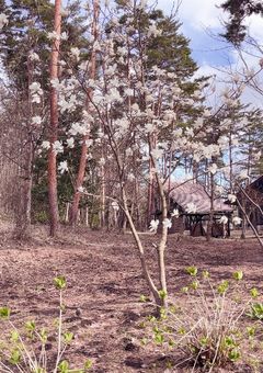 みんなにおはようが言いたい☀️