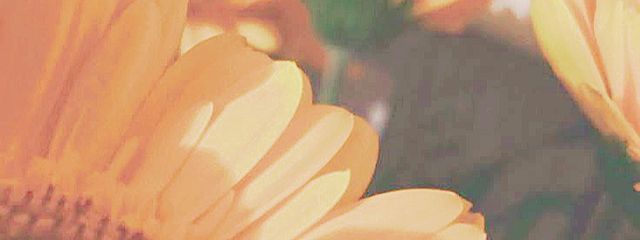 雑食さんの壁紙画像