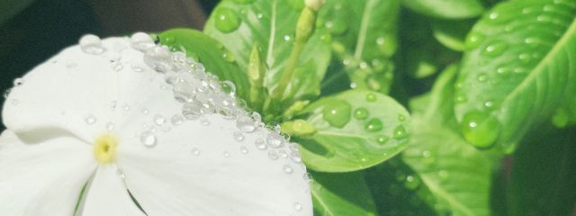 めえさんの壁紙画像