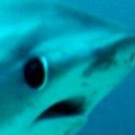 だゆちゃんさんのアイコン画像