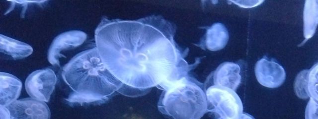 wakame ペア画中!低浮上さんの壁紙画像