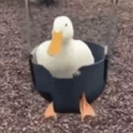 あいすさんのアイコン画像