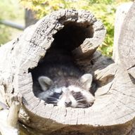 しんじゅさんのアイコン画像