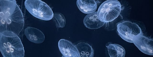 めとさんの壁紙画像