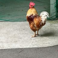 AぇKisさんのアイコン画像