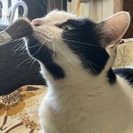 cat rabbitさんのアイコン画像