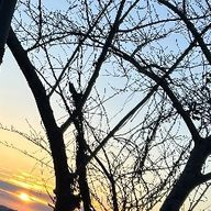 ののさんのアイコン画像